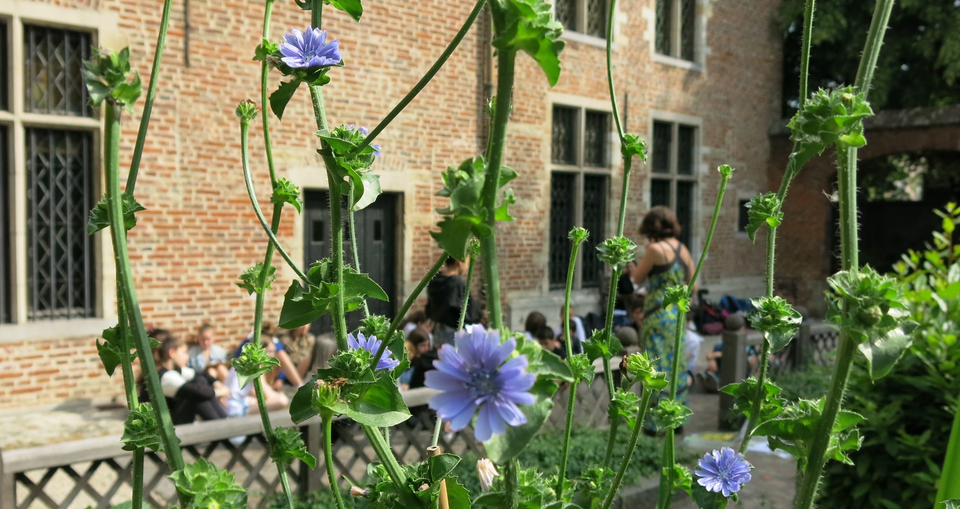 IMG_4049 Maison d'Érasme, atelier "Jardin du guérisseur" MD